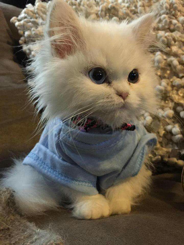 kitten wearing shirt
