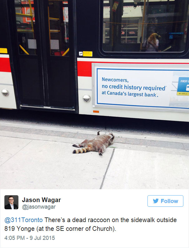 Dead Raccoon Gets Memorial In Toronto