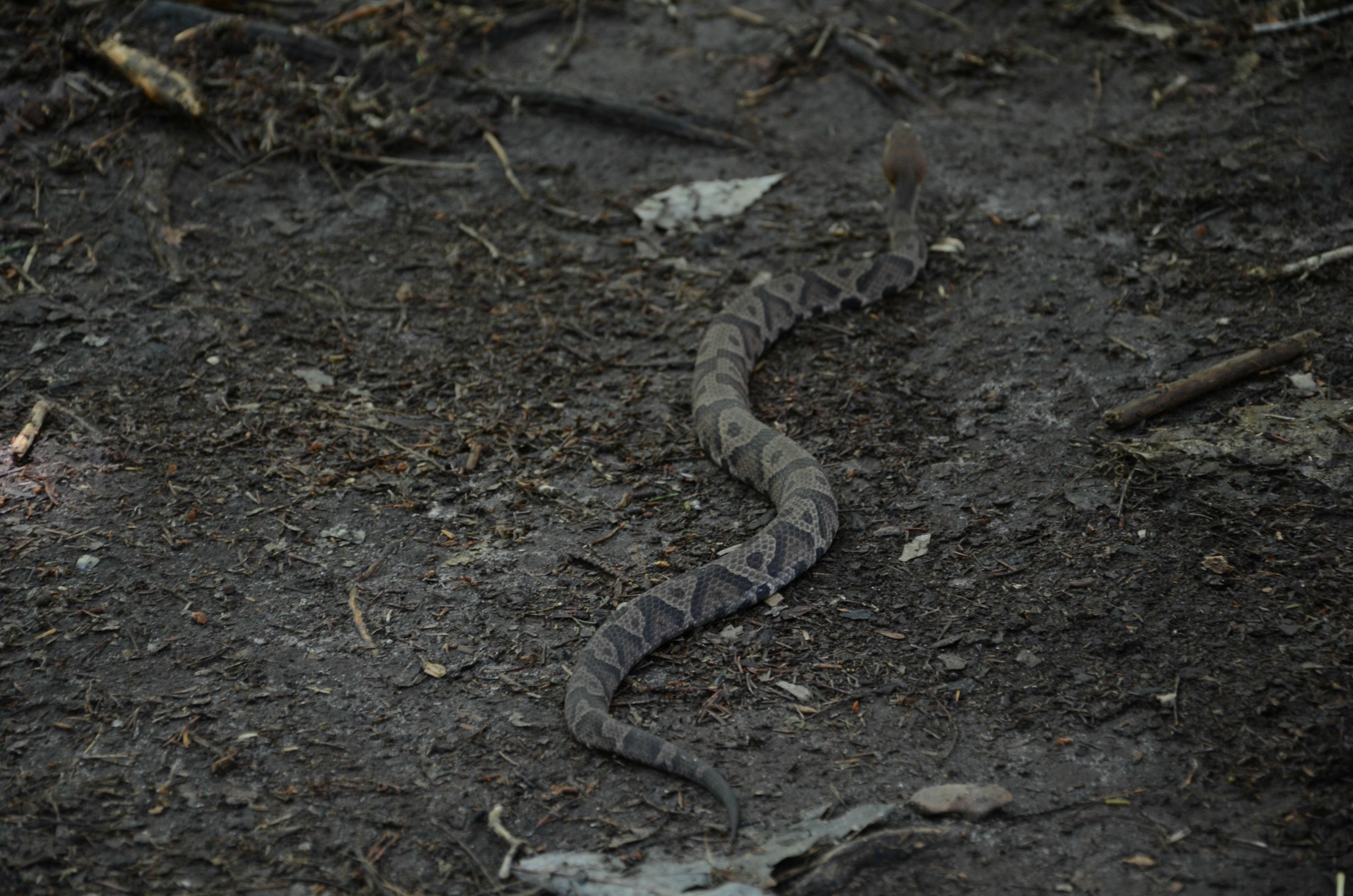 random pic serpent