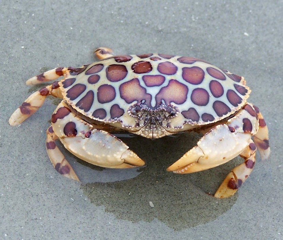 random pic calico box crab