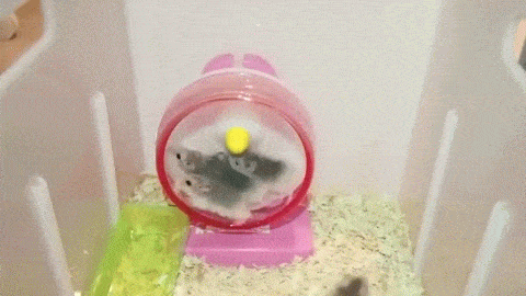 random pic hamster