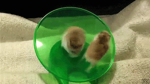 spinning hamster gif