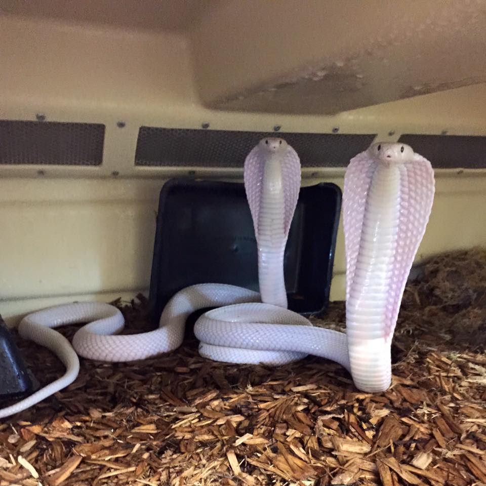albino snakes