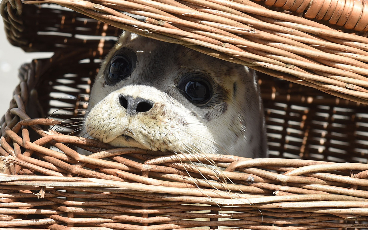 seal in a basket