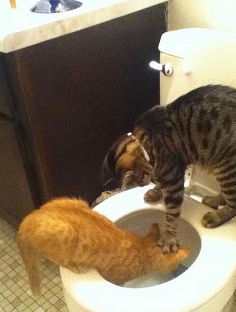 cats hate each other