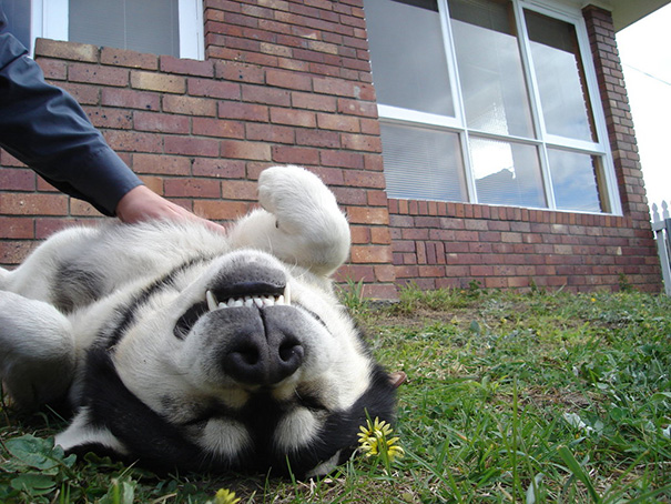 25 Bellies That Demand To Be Petted