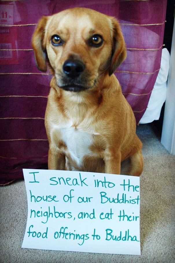 dog shaming - 20014 I sneak into the house of our Buddhist neighbors, and eat their food offerings to Buddha
