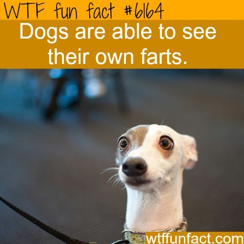 dog fun facts - Wtf fun fact Dogs are able to see their own farts. wtffunfact.com
