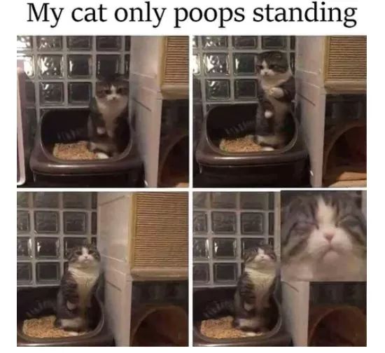 cat poops standing up - My cat only poops standing