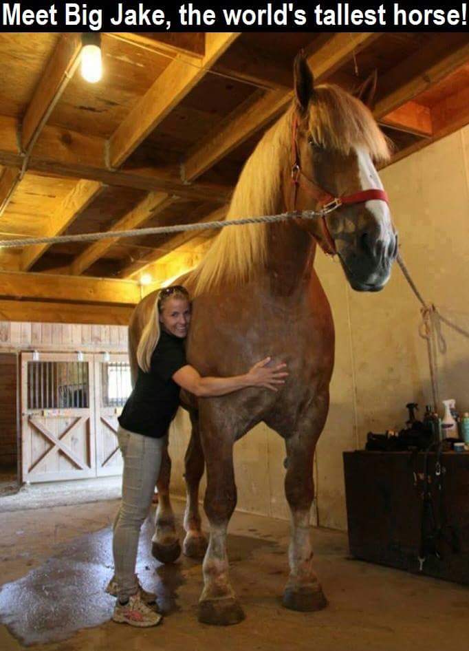 biggest horse in the world - Meet Big Jake, the world's tallest horse!