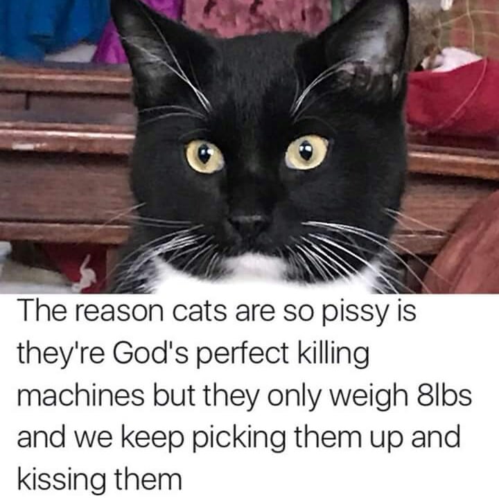 reason cats are so pissy - The reason cats are so pissy is they're God's perfect killing machines but they only weigh 8lbs and we keep picking them up and kissing them