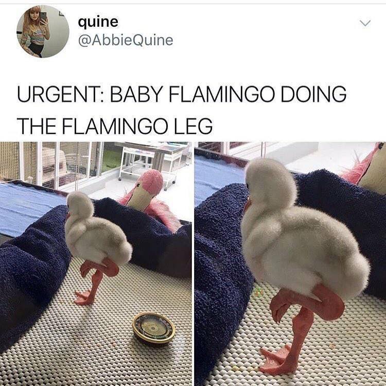baby flamingo meme - quine Quine Urgent Baby Flamingo Doing The Flamingo Leg