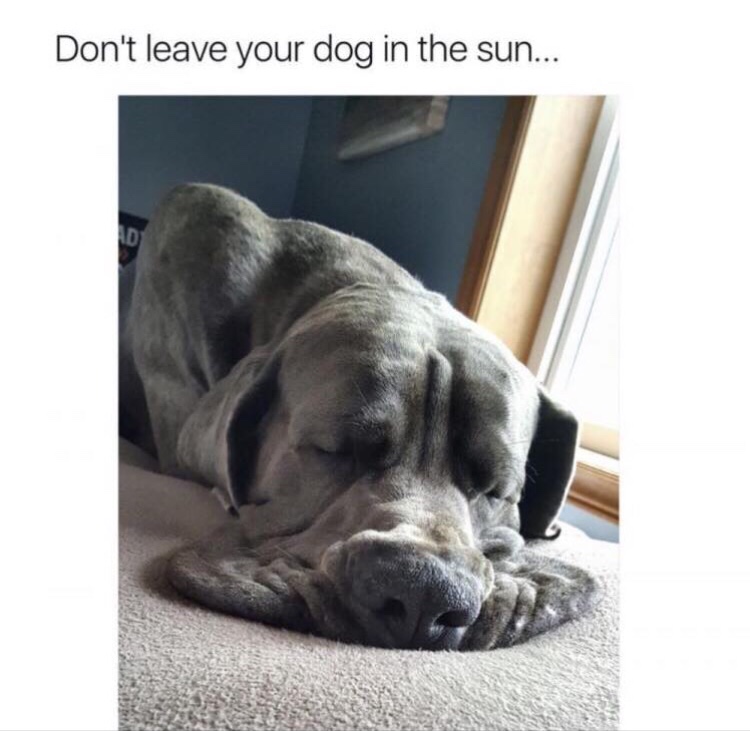 melting funny - Don't leave your dog in the sun...
