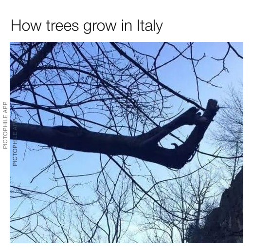 italian tree meme - How trees grow in Italy Pictophile App Pictophlease