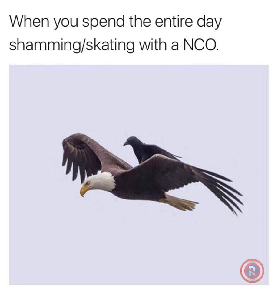 crow on eagle - When you spend the entire day shammingskating with a Nco.