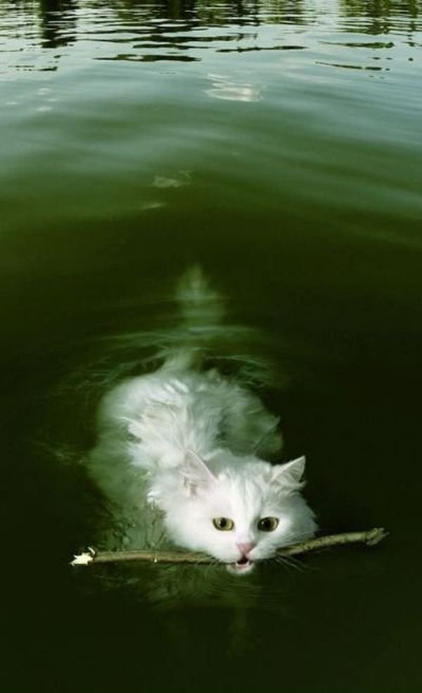 turkish van cat in water