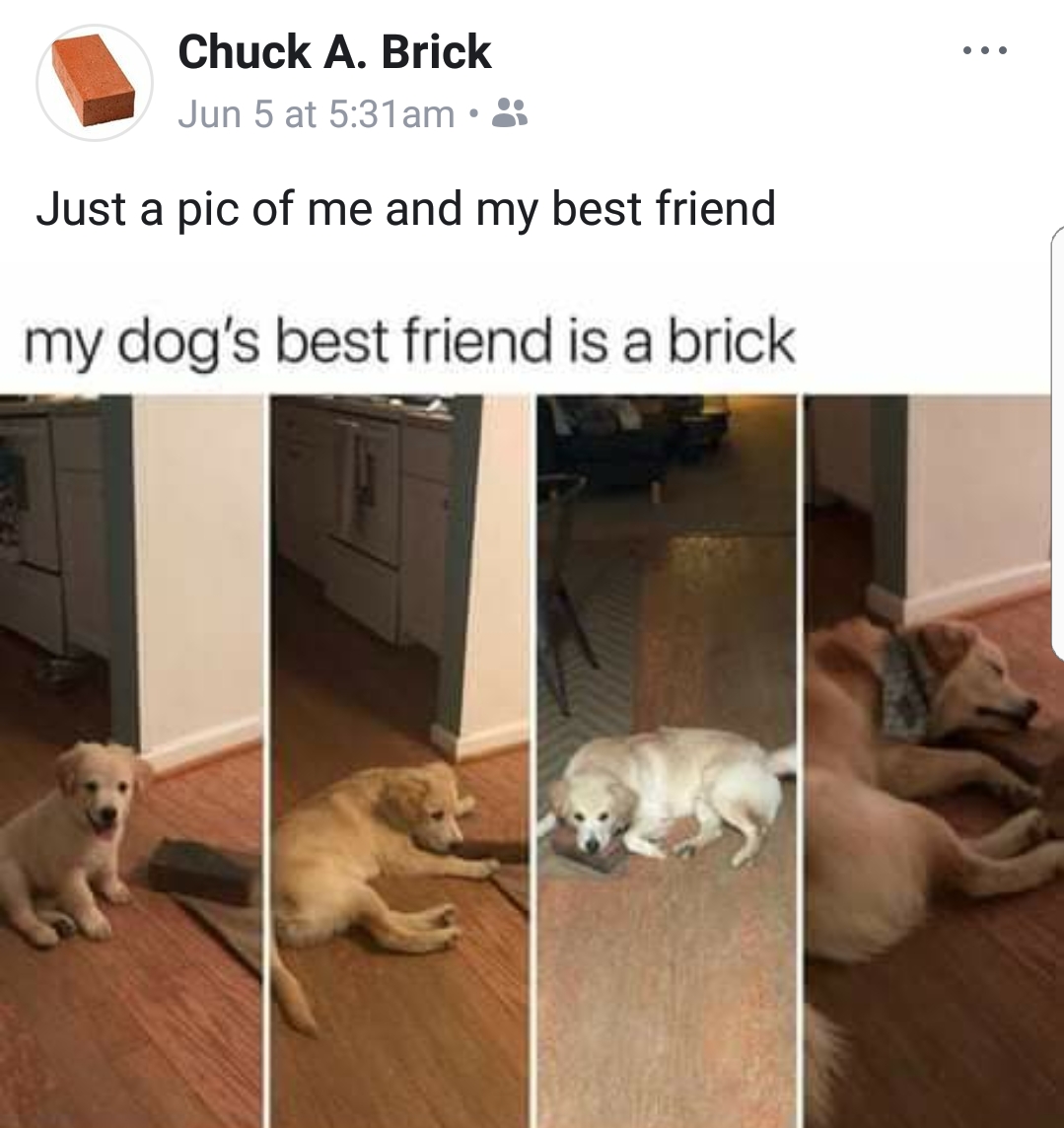 my dogs best friend is a brick - Chuck A. Brick Jun 5 at am Just a pic of me and my best friend my dog's best friend is a brick