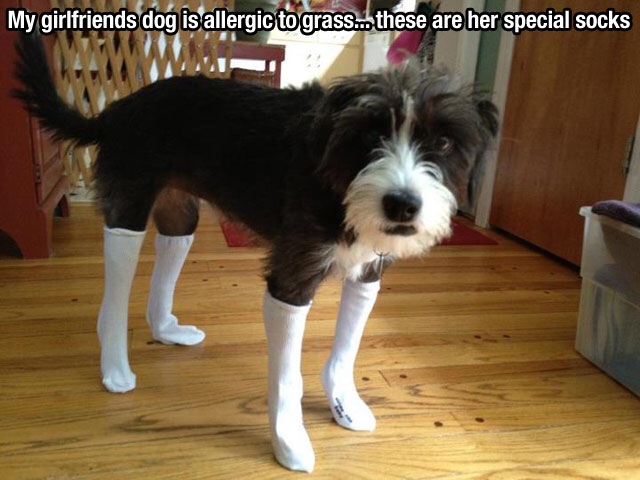 dog in socks funny - My girlfriends dog is allergic to grass.. these are her special socks Www