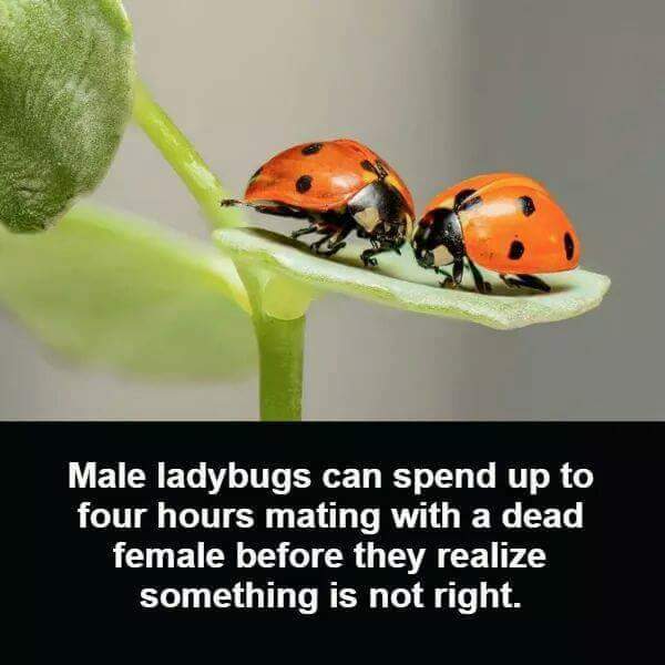 Male ladybugs can spend up to four hours mating with a dead female before they realize something is not right.