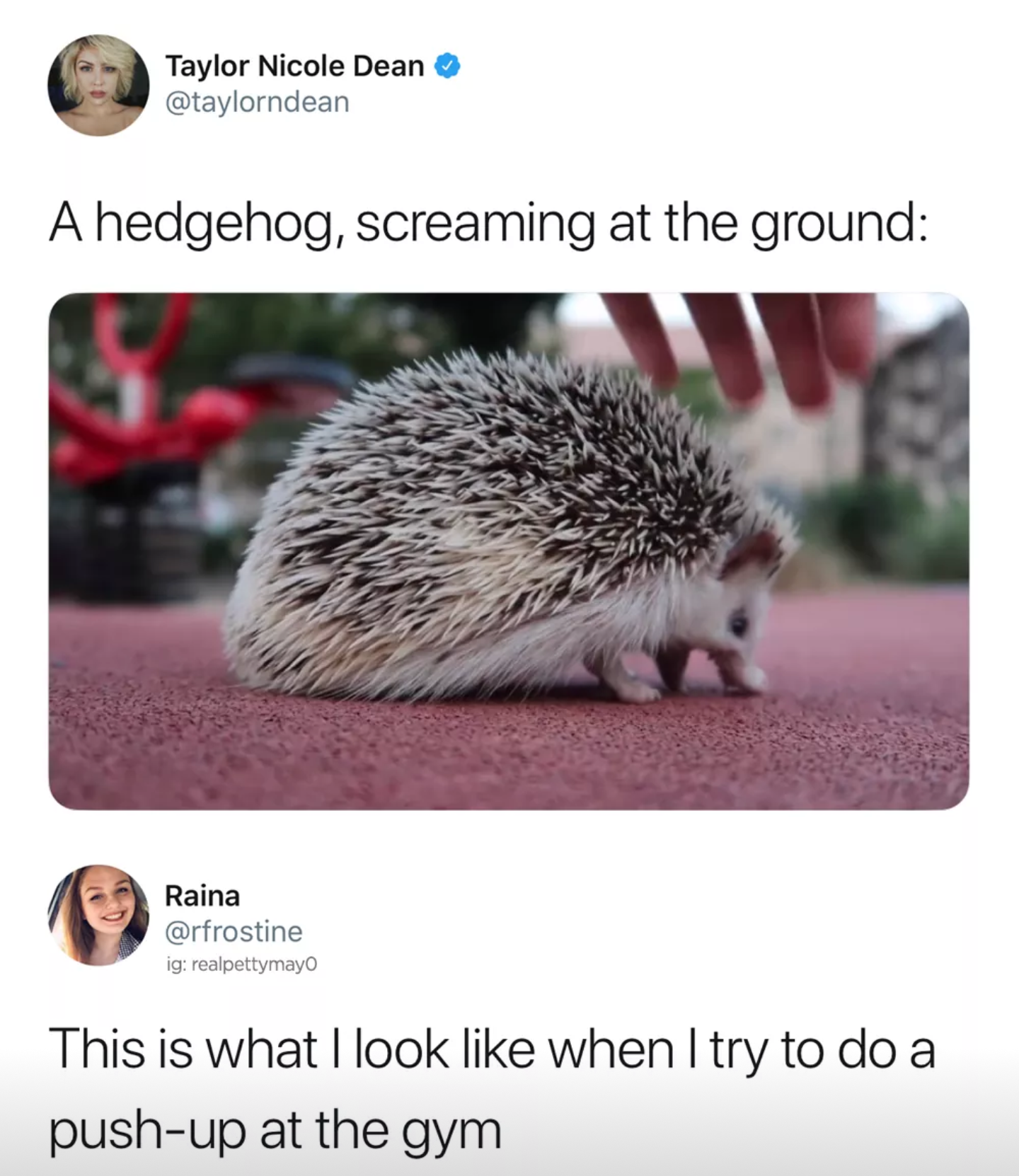 taylor nicole dean hedgehog - Taylor Nicole Dean A hedgehog, screaming at the ground Raina igralpettymayo This is what I look when I try to do a pushup at the gym