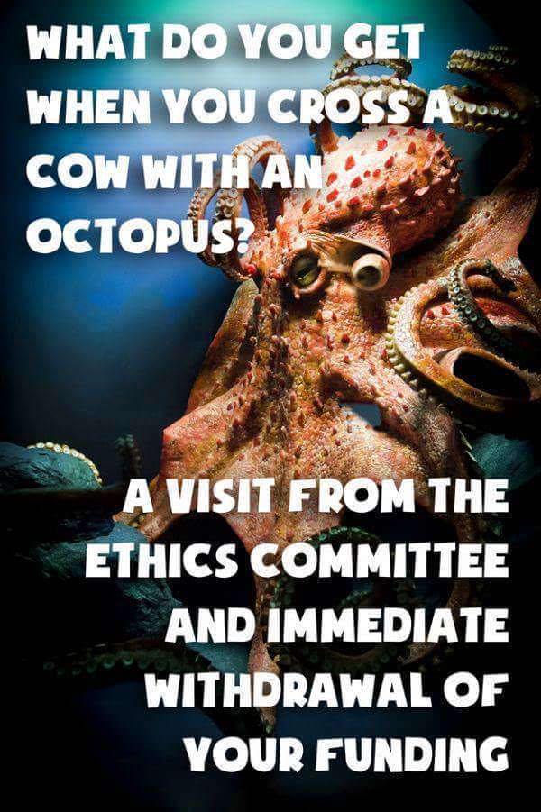 do you get when you cross a cow with - What Do You Get When You Cross A . Cow With An Octopus? A Visit From The Ethics Committee And Immediate Withdrawal Of Your Funding