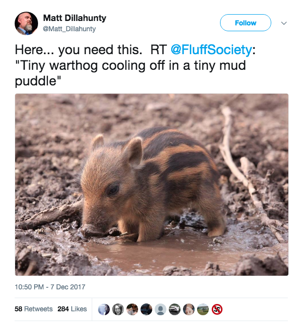 young warthog - Matt Dillahunty Here... you need this. Rt "Tiny warthog cooling off in a tiny mud puddle" 58 284 0