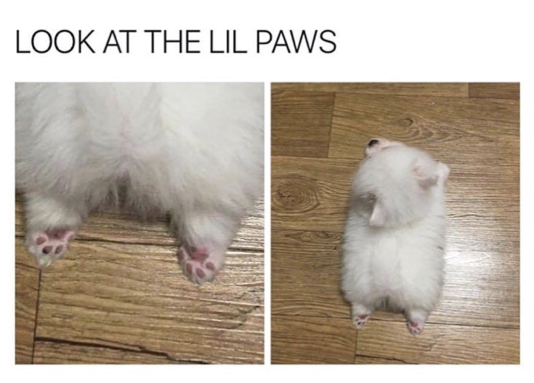 rat - Look At The Lil Paws