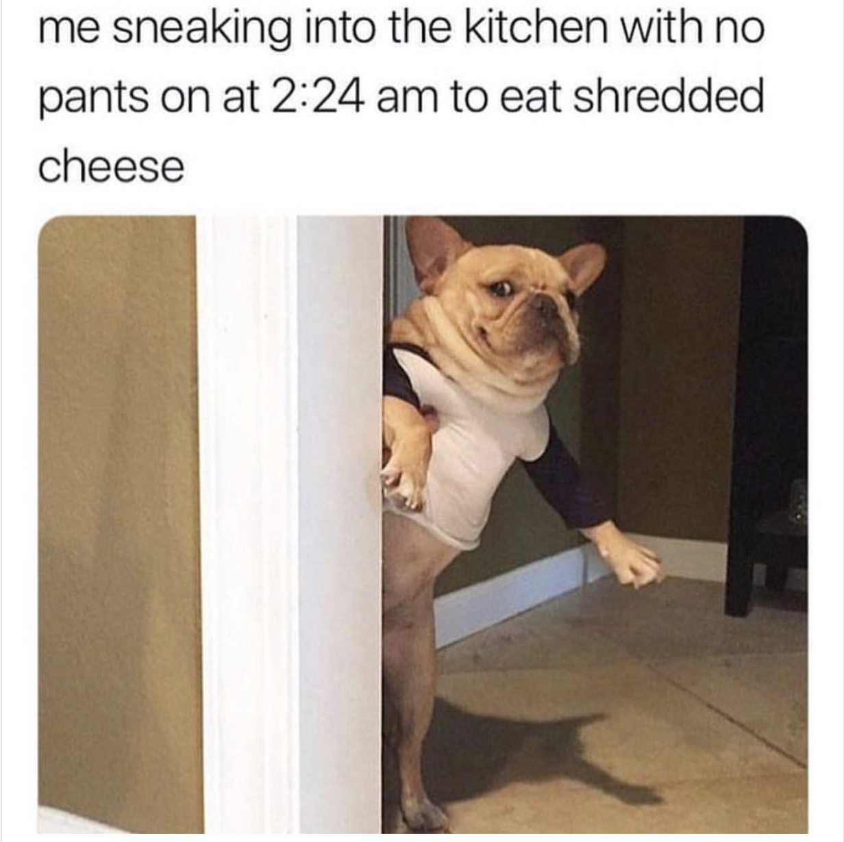 shredded cheese meme dog - me sneaking into the kitchen with no pants on at to eat shredded cheese