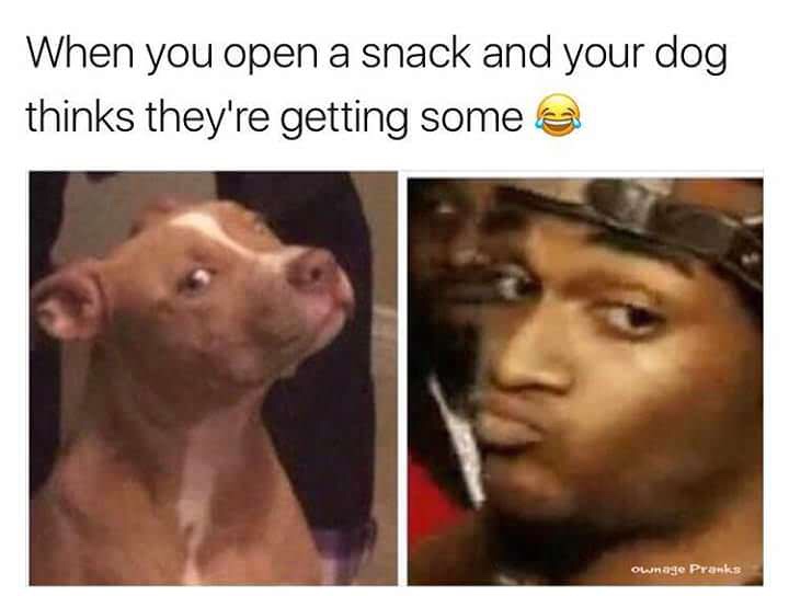 you open a snack and your dog - When you open a snack and your dog thinks they're getting some e Ownage Pranks