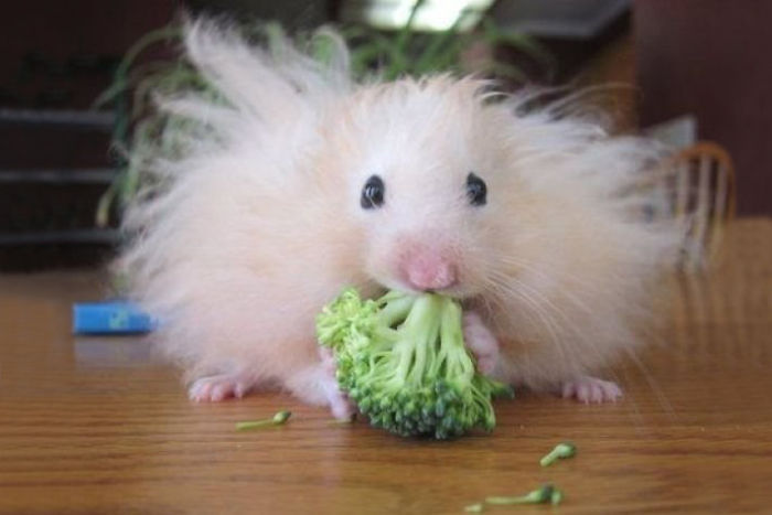 Fluffy Hamster Eating Brocolli