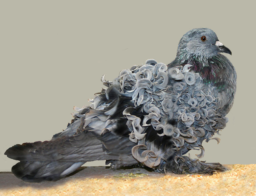 Pigeon With Curls