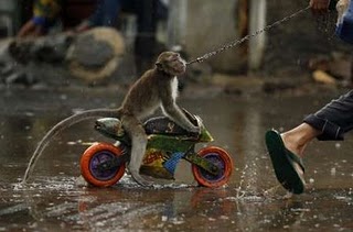 funny monkeys gallery