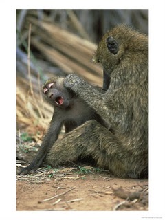 funny monkeys gallery