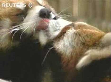 funny lovely animals kissing