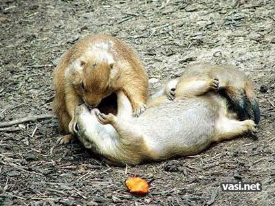 funny lovely animals kissing