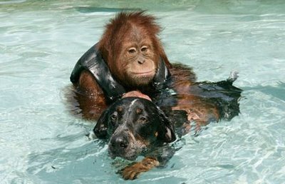 monkey pics play with tiger and dog