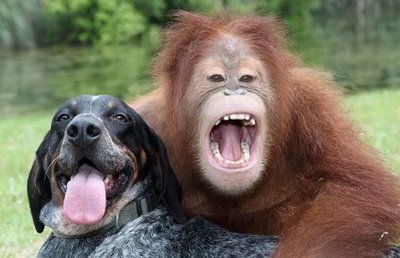 monkey pics play with tiger and dog