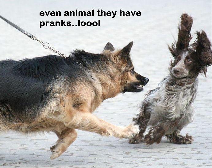 even animal
they have
pranks