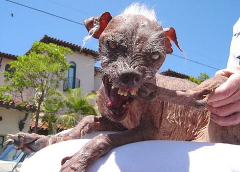 ugliest dog in the world