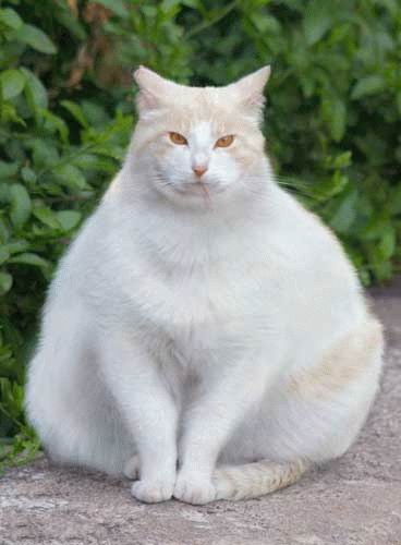 really fat cats