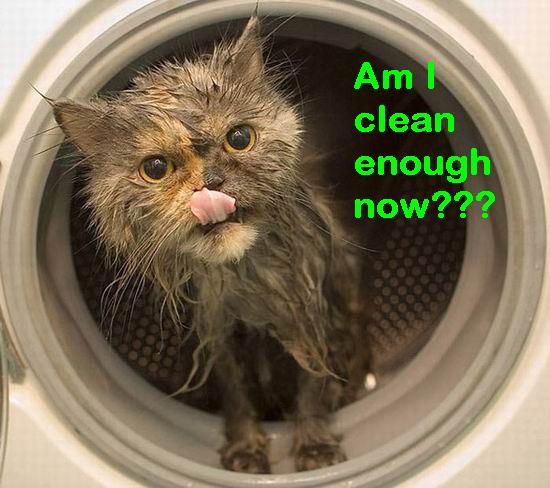 am i clean funny cat