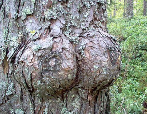 tree with boobs