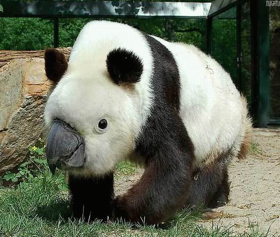 panda parrot