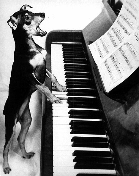 dog playing piano - 24 1,465%;