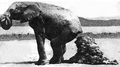 elephant poop
