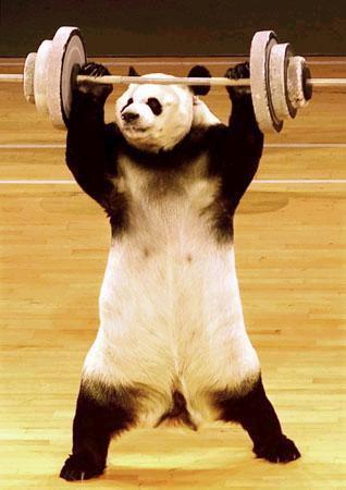 panda funny
