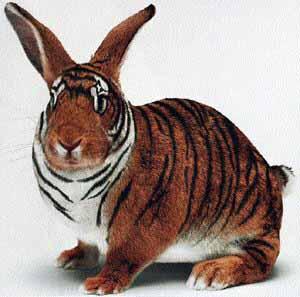 tiger rabbit