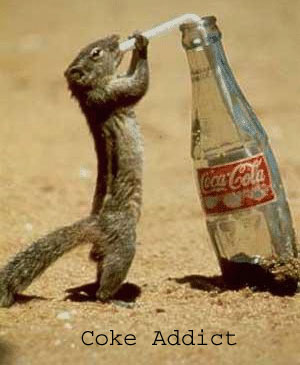 squirrel drinking coke - Coke Addict