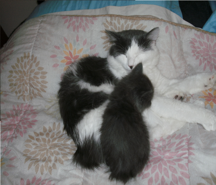 Franky again , with tail less kitten . didnt get a name he died at 6 weeks