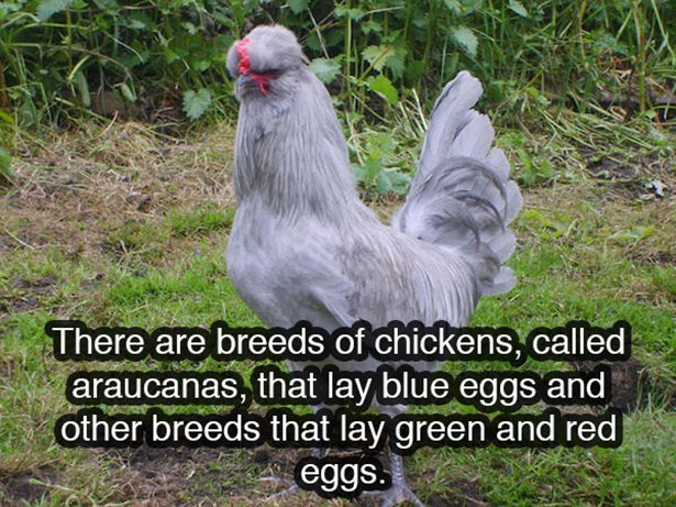 lavender araucana hens - There are breeds of chickens, called araucanas, that lay blue eggs and other breeds that lay green and red 4 eggs.